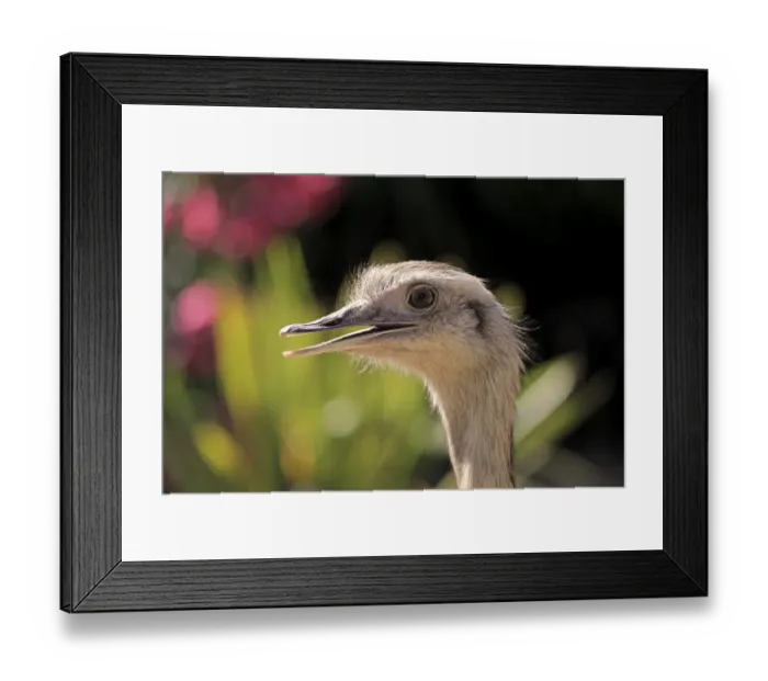 Framed Print : Greater Rhea -Rhea americana-, adult, native to South America, captive Framed Print : Greater Rhea -Rhea americana-, adult, native to South America, captive