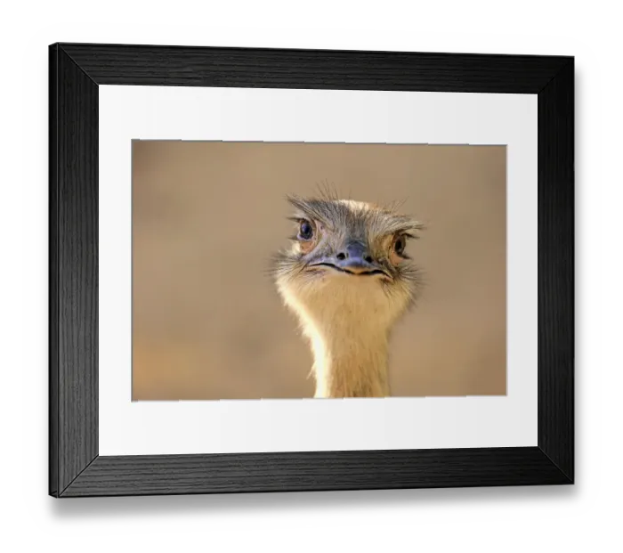 Framed Print : Greater Rhea -Rhea americana-, adult, native to South America, captive Framed Print : Greater Rhea -Rhea americana-, adult, native to South America, captive