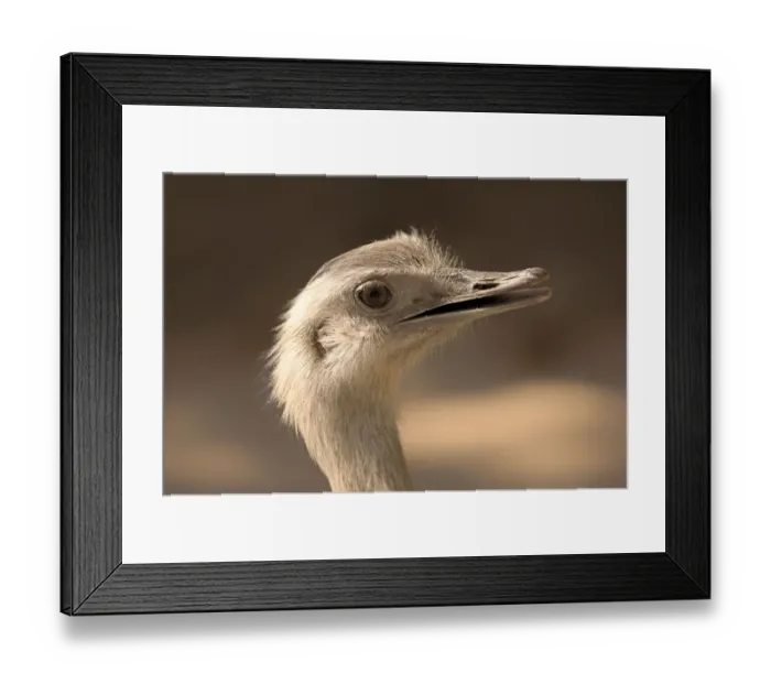 Framed Print : Greater Rhea -Rhea americana-, adult, native to South America, captive Framed Print : Greater Rhea -Rhea americana-, adult, native to South America, captive