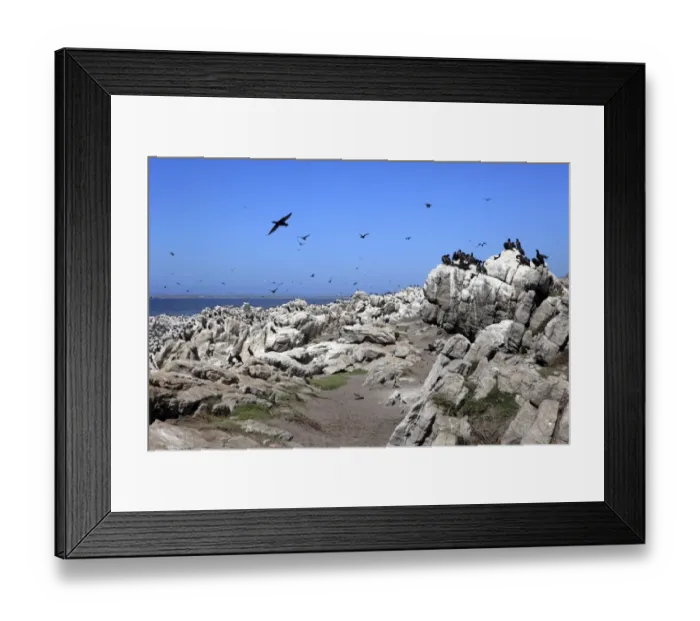 Framed Print : Cape Cormorants -Phalacrocorax capensis-, colony, Bettys Bay, Western Cape, South Africa Framed Print : Cape Cormorants -Phalacrocorax capensis-, colony, Bettys Bay, Western Cape, South Africa
