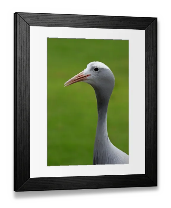 Framed Print : Blue Crane -Anthropoides paradisea-, adult, national bird of South Africa, Western Cape, South Africa Framed Print : Blue Crane -Anthropoides paradisea-, adult, national bird of South Africa, Western Cape, South Africa