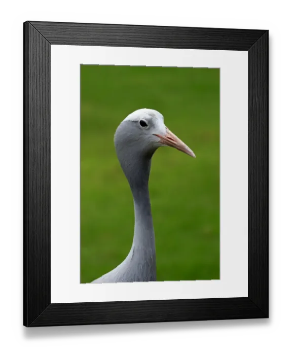 Framed Print : Blue Crane -Anthropoides paradisea-, adult, national bird of South Africa, Western Cape, South Africa