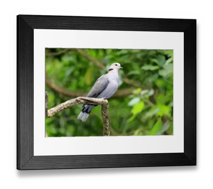 Framed Print : African Collared Dove -Streptopelia roseogrisea-, adult on tree, native to North Africa, captive Framed Print : African Collared Dove -Streptopelia roseogrisea-, adult on tree, native to North Africa, captive