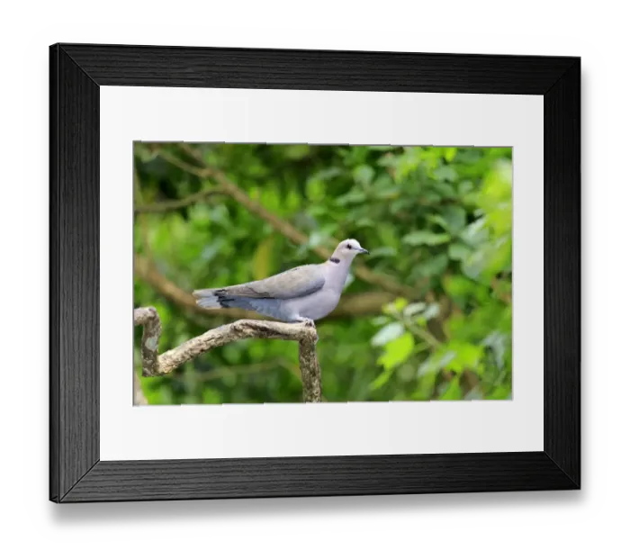 Framed Print : African Collared Dove -Streptopelia roseogrisea-, adult on tree, native to North Africa, captive Framed Print : African Collared Dove -Streptopelia roseogrisea-, adult on tree, native to North Africa, captive