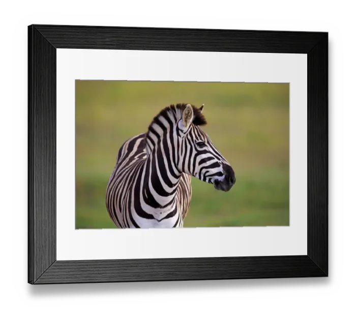 Framed Print : Burchells Zebra -Equus quagga burchelli-, adult, Addo Elephant National Park, Eastern Cape, South Africa