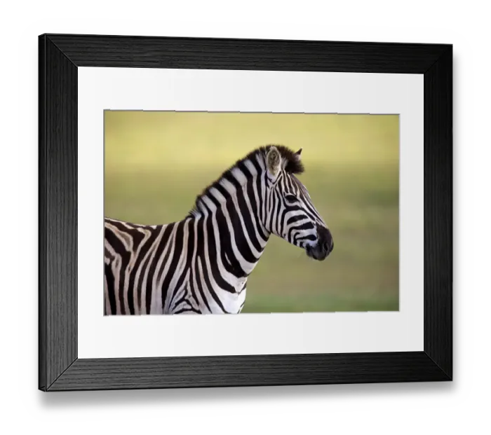 Framed Print : Burchells Zebra -Equus quagga burchelli-, adult, Addo Elephant National Park, Eastern Cape, South Africa Framed Print : Burchells Zebra -Equus quagga burchelli-, adult, Addo Elephant National Park, Eastern Cape, South Africa