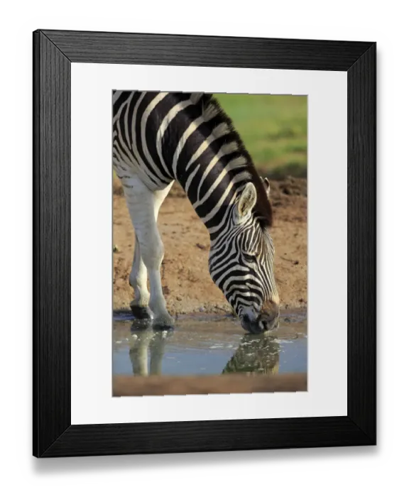 Framed Print : Burchells Zebra -Equus quagga burchelli-, adult at the water, drinking, Addo Elephant National Park, Eastern Cape, South Africa Framed Print : Burchells Zebra -Equus quagga burchelli-, adult at the water, drinking, Addo Elephant National Park, Eastern Cape, South Africa