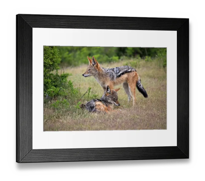 Framed Print : Black-backed Jackals -Canis mesomelas-, adult, couple, social behavior, Addo Elephant National Park, Eastern Cape, South Africa
