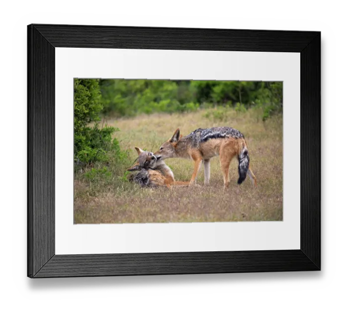 Framed Print : Black-backed Jackals -Canis mesomelas-, adult, couple, social behavior, Addo Elephant National Park, Eastern Cape, South Africa Framed Print : Black-backed Jackals -Canis mesomelas-, adult, couple, social behavior, Addo Elephant National Park, Eastern Cape, South Africa