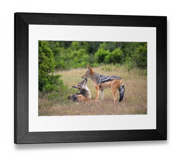 Framed Print : Black-backed Jackals -Canis mesomelas-, adult, couple, social behavior, Addo Elephant National Park, Eastern Cape, South Africa