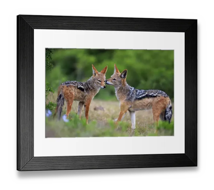 Framed Print : Black-backed Jackals -Canis mesomelas-, adult, couple, social behavior, Addo Elephant National Park, Eastern Cape, South Africa Framed Print : Black-backed Jackals -Canis mesomelas-, adult, couple, social behavior, Addo Elephant National Park, Eastern Cape, South Africa