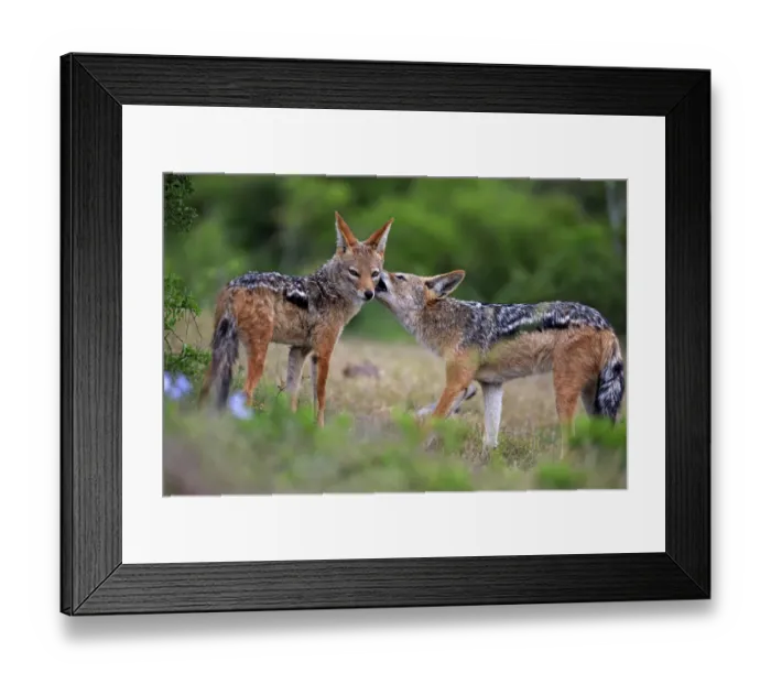 Framed Print : Black-backed Jackals -Canis mesomelas-, adult, couple, social behavior, Addo Elephant National Park, Eastern Cape, South Africa Framed Print : Black-backed Jackals -Canis mesomelas-, adult, couple, social behavior, Addo Elephant National Park, Eastern Cape, South Africa