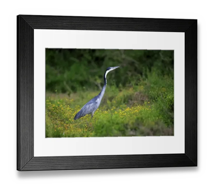 Framed Print : Black-headed Heron -Ardea melanocephala-, adult, foraging, Addo Elephant National Park, Eastern Cape, South Africa Framed Print : Black-headed Heron -Ardea melanocephala-, adult, foraging, Addo Elephant National Park, Eastern Cape, South Africa