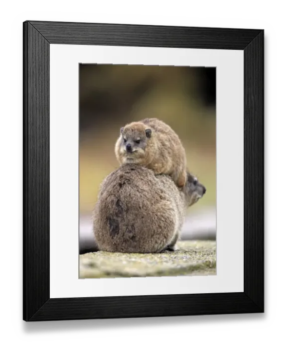 Framed Print : Rock Hyrax -Procavia capensis-, female with young on her back, social behaviour, Bettys Bay, Western Cape, South Africa
