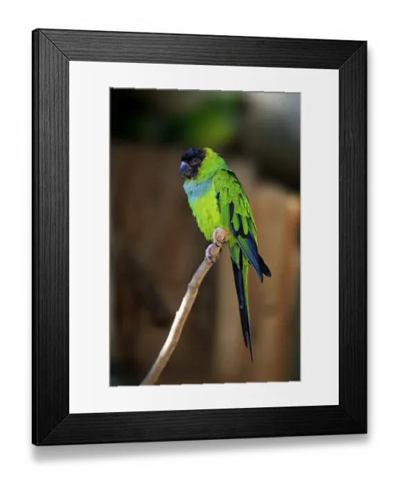 Framed Print : Nanday Parakeet -Nandayus nenday-, adult on tree, native to South America, captive Framed Print : Nanday Parakeet -Nandayus nenday-, adult on tree, native to South America, captive