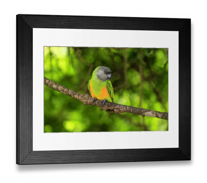 Framed Print : Senegal Parrot -Poicephalus senegalus-, adult, tree, captive Framed Print : Senegal Parrot -Poicephalus senegalus-, adult, tree, captive