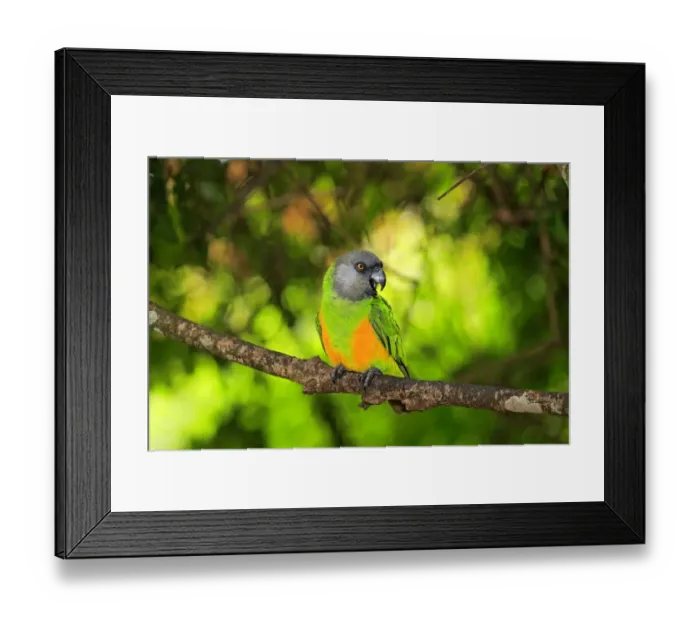 Framed Print : Senegal Parrot -Poicephalus senegalus-, adult, tree, captive Framed Print : Senegal Parrot -Poicephalus senegalus-, adult, tree, captive