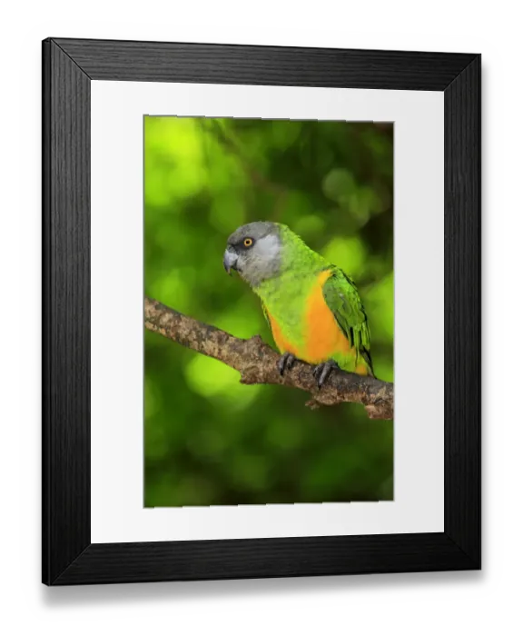 Framed Print : Senegal Parrot -Poicephalus senegalus-, adult, tree, captive Framed Print : Senegal Parrot -Poicephalus senegalus-, adult, tree, captive