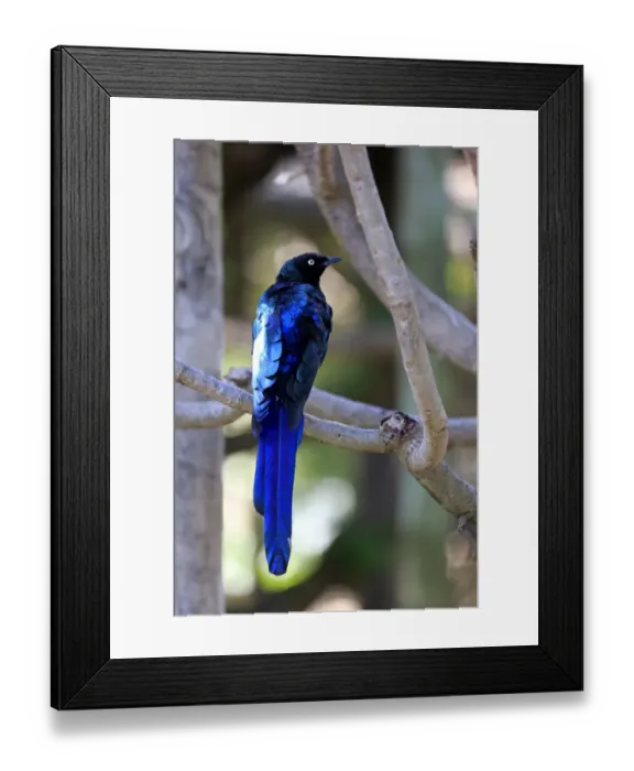 Framed Print : Long-tailed Glossy Starling -Lamprotornis caudatus-, adult on tree, captive Framed Print : Long-tailed Glossy Starling -Lamprotornis caudatus-, adult on tree, captive