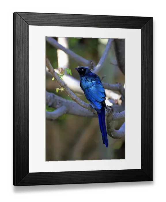 Framed Print : Long-tailed Glossy Starling -Lamprotornis caudatus-, adult on tree, captive