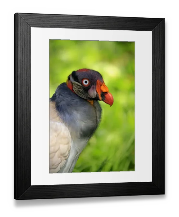 Framed Print : King Vulture -Sarcoramphus papa-, adult, native to South America, captive Framed Print : King Vulture -Sarcoramphus papa-, adult, native to South America, captive