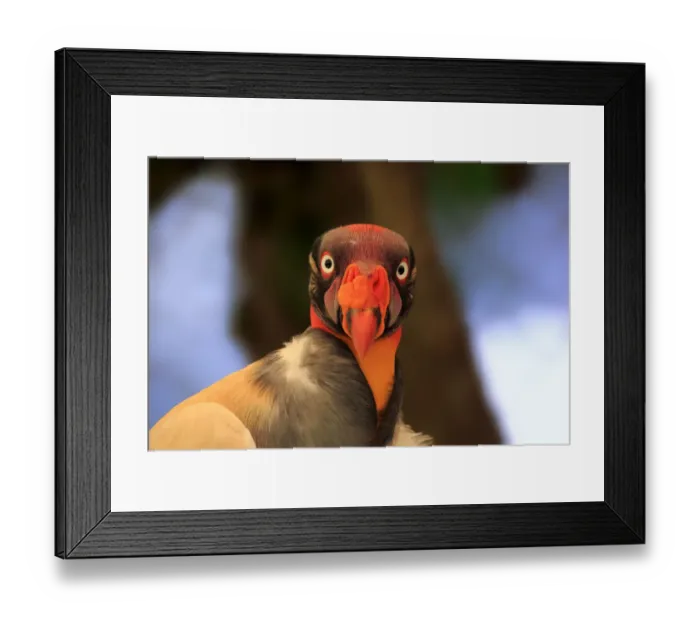 Framed Print : King Vulture -Sarcoramphus papa-, adult, native to South America, captive Framed Print : King Vulture -Sarcoramphus papa-, adult, native to South America, captive