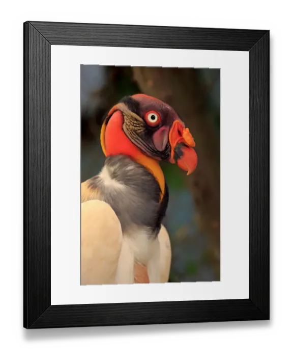Framed Print : King Vulture -Sarcoramphus papa-, adult, native to South America, captive Framed Print : King Vulture -Sarcoramphus papa-, adult, native to South America, captive