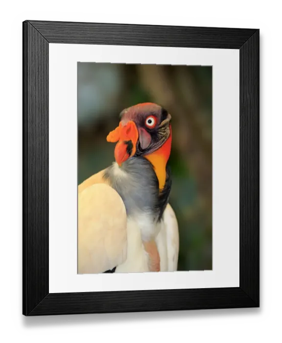 Framed Print : King Vulture -Sarcoramphus papa-, adult, native to South America, captive Framed Print : King Vulture -Sarcoramphus papa-, adult, native to South America, captive