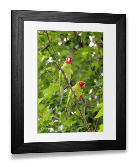 Framed Print : Scarlet-fronted Parakeets -Aratinga wagleri-, pair on tree, captive, native to South America