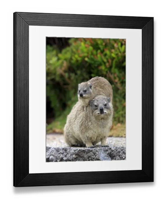Framed Print : Rock Hyrax -Procavia capensis-, female with young on her back, social behaviour, Bettys Bay, Western Cape, South Africa Framed Print : Rock Hyrax -Procavia capensis-, female with young on her back, social behaviour, Bettys Bay, Western Cape, South Africa