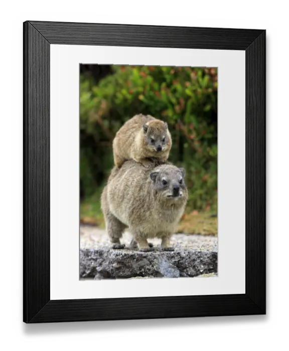 Framed Print : Rock Hyrax -Procavia capensis-, female with young on her back, social behaviour, Bettys Bay, Western Cape, South Africa Framed Print : Rock Hyrax -Procavia capensis-, female with young on her back, social behaviour, Bettys Bay, Western Cape, South Africa