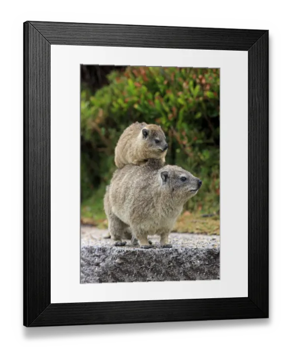 Framed Print : Rock Hyrax -Procavia capensis-, female with young on her back, social behaviour, Bettys Bay, Western Cape, South Africa Framed Print : Rock Hyrax -Procavia capensis-, female with young on her back, social behaviour, Bettys Bay, Western Cape, South Africa