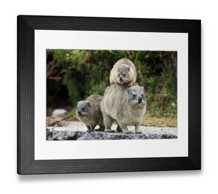 Framed Print : Rock Hyrax -Procavia capensis-, female with young, social behaviour, Bettys Bay, Western Cape, South Africa