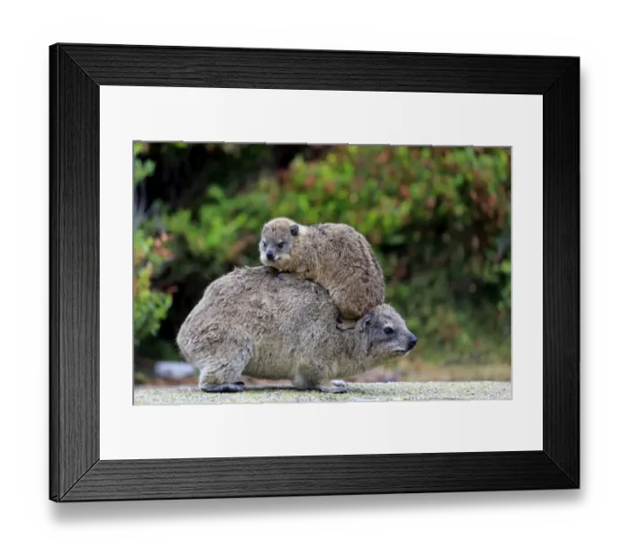 Framed Print : Rock Hyrax -Procavia capensis-, female with young on her back, social behavior, Bettys Bay, Western Cape, South Africa Framed Print : Rock Hyrax -Procavia capensis-, female with young on her back, social behavior, Bettys Bay, Western Cape, South Africa