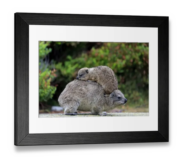 Framed Print : Rock Hyrax -Procavia capensis-, female with young on her back, social behavior, Bettys Bay, Western Cape, South Africa