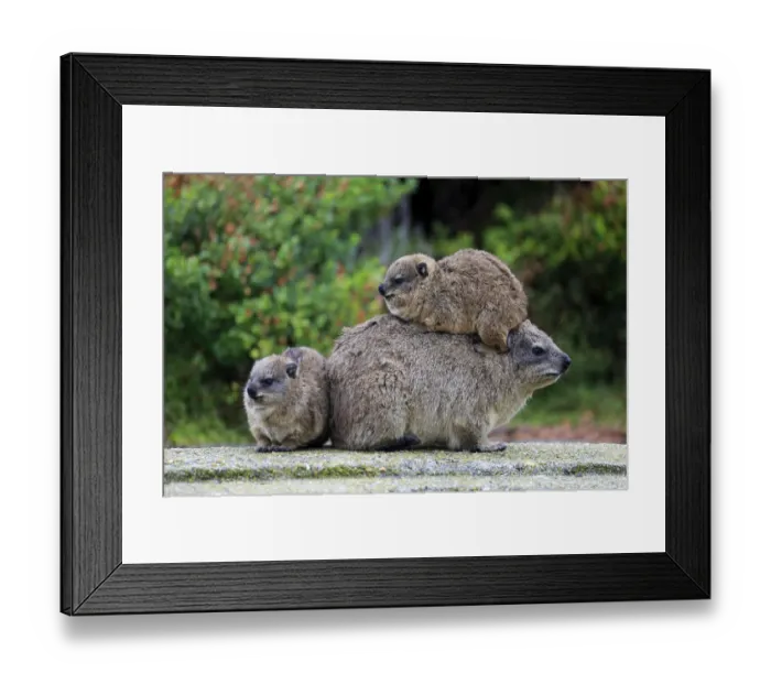Framed Print : Rock Hyrax -Procavia capensis-, female with two young, social behavior, Bettys Bay, Western Cape, South Africa Framed Print : Rock Hyrax -Procavia capensis-, female with two young, social behavior, Bettys Bay, Western Cape, South Africa