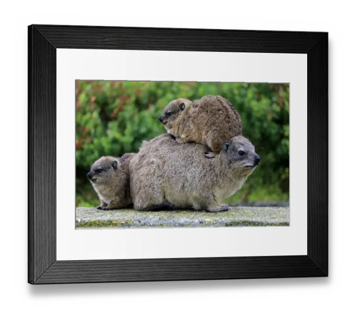 Framed Print : Rock Hyrax -Procavia capensis-, female with two young, social behavior, Bettys Bay, Western Cape, South Africa Framed Print : Rock Hyrax -Procavia capensis-, female with two young, social behavior, Bettys Bay, Western Cape, South Africa