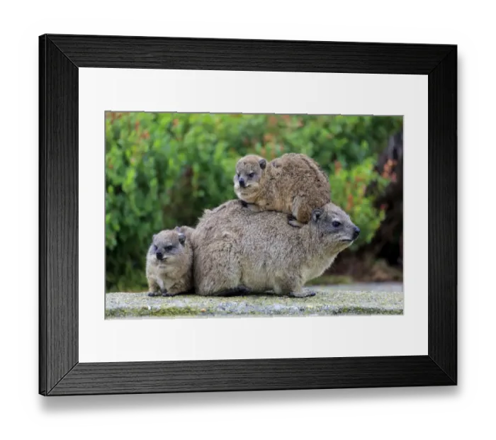 Framed Print : Rock Hyrax -Procavia capensis-, female with two young, social behavior, Bettys Bay, Western Cape, South Africa Framed Print : Rock Hyrax -Procavia capensis-, female with two young, social behavior, Bettys Bay, Western Cape, South Africa