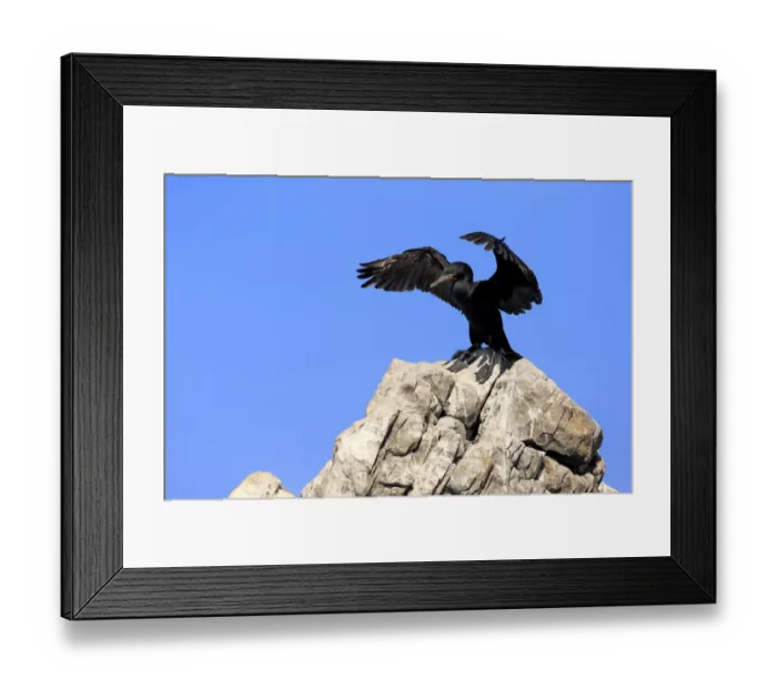 Framed Print : Cape Cormorant or Cape Shag -Phalacrocorax capensis-, adult on rock, stretching its wings, Bettys Bay, Western Cape, South Africa Framed Print : Cape Cormorant or Cape Shag -Phalacrocorax capensis-, adult on rock, stretching its wings, Bettys Bay, Western Cape, South Africa