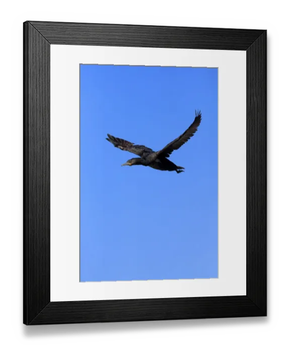 Framed Print : Cape Cormorant or Cape Shag -Phalacrocorax capensis-, adult flying, Bettys Bay, Western Cape, South Africa Framed Print : Cape Cormorant or Cape Shag -Phalacrocorax capensis-, adult flying, Bettys Bay, Western Cape, South Africa
