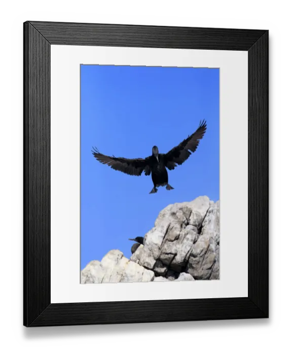 Framed Print : Cape Cormorant or Cape Shag -Phalacrocorax capensis-, adult flying, landing, colony, Bettys Bay, Western Cape, South Africa Framed Print : Cape Cormorant or Cape Shag -Phalacrocorax capensis-, adult flying, landing, colony, Bettys Bay, Western Cape, South Africa