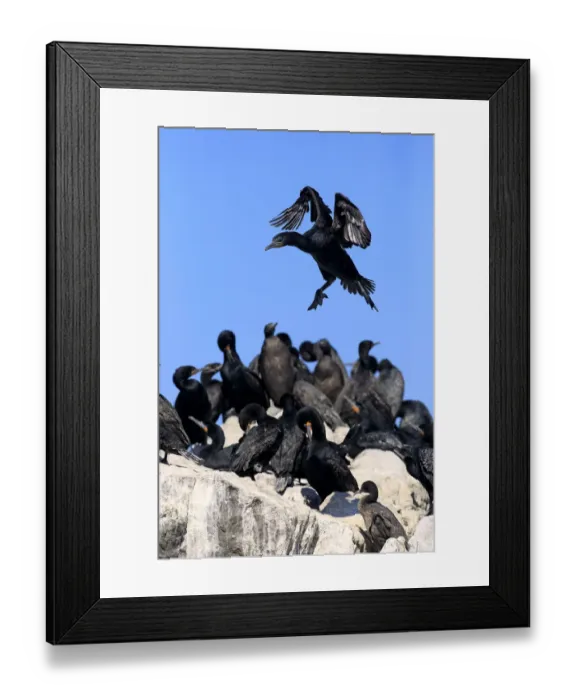 Framed Print : Cape Cormorant -Phalacrocorax capensis-, adult flying, landing, colony, Bettys Bay, Western Cape, South Africa Framed Print : Cape Cormorant -Phalacrocorax capensis-, adult flying, landing, colony, Bettys Bay, Western Cape, South Africa