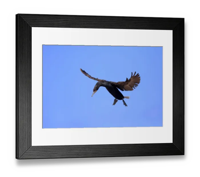Framed Print : Cape Cormorant or Cape Shag -Phalacrocorax capensis-, adult flying, landing, Bettys Bay, Western Cape, South Africa Framed Print : Cape Cormorant or Cape Shag -Phalacrocorax capensis-, adult flying, landing, Bettys Bay, Western Cape, South Africa