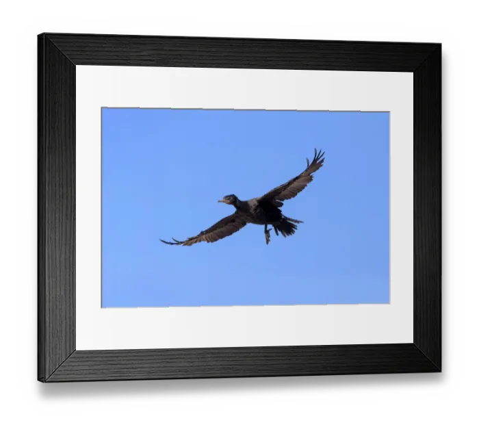 Framed Print : Cape Cormorant or Cape Shag -Phalacrocorax capensis-, adult flying, landing, Bettys Bay, Western Cape, South Africa
