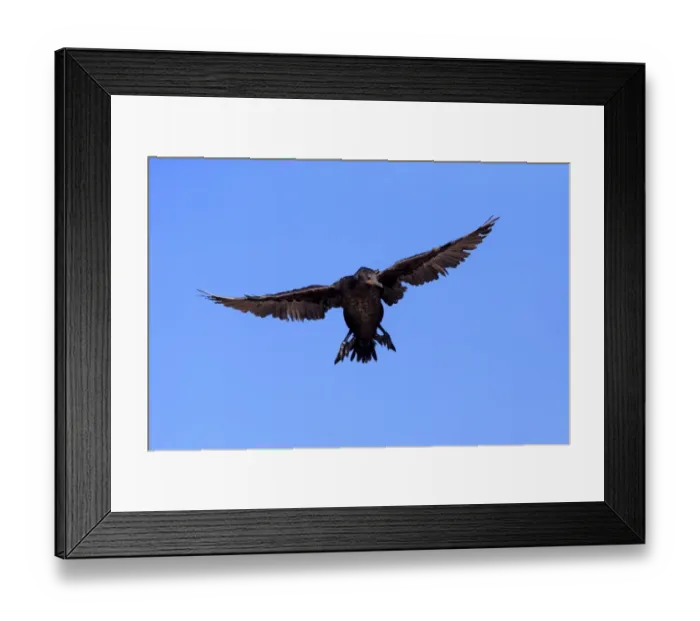 Framed Print : Cape Cormorant or Cape Shag -Phalacrocorax capensis-, adult flying, landing, Bettys Bay, Western Cape, South Africa Framed Print : Cape Cormorant or Cape Shag -Phalacrocorax capensis-, adult flying, landing, Bettys Bay, Western Cape, South Africa