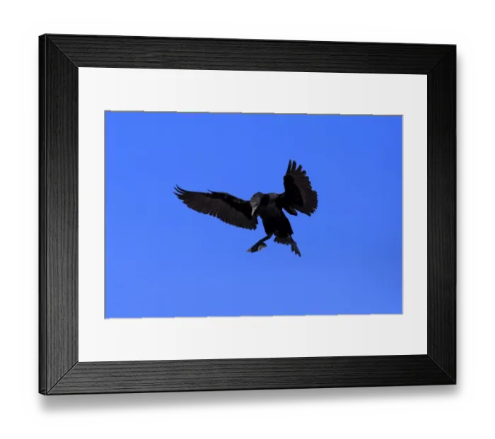 Framed Print : Cape Cormorant or Cape Shag -Phalacrocorax capensis-, adult flying, landing, Bettys Bay, Western Cape, South Africa Framed Print : Cape Cormorant or Cape Shag -Phalacrocorax capensis-, adult flying, landing, Bettys Bay, Western Cape, South Africa