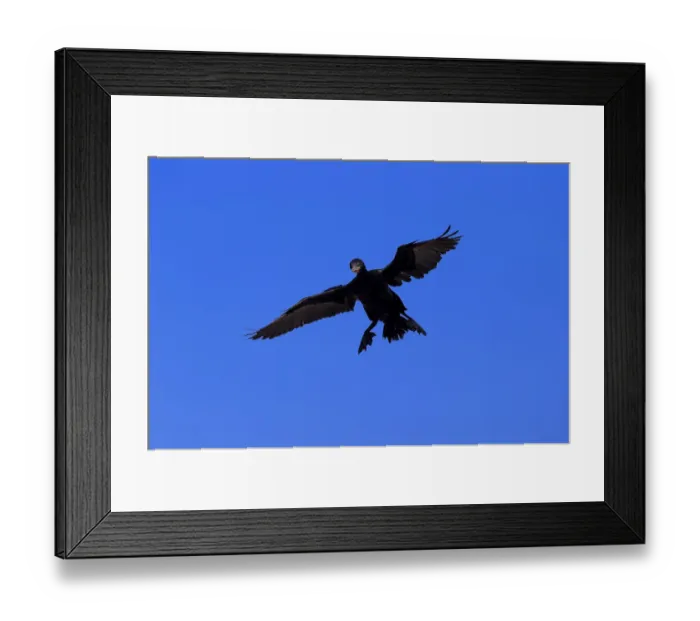 Framed Print : Cape Cormorant or Cape Shag -Phalacrocorax capensis-, adult flying, landing, Bettys Bay, Western Cape, South Africa Framed Print : Cape Cormorant or Cape Shag -Phalacrocorax capensis-, adult flying, landing, Bettys Bay, Western Cape, South Africa