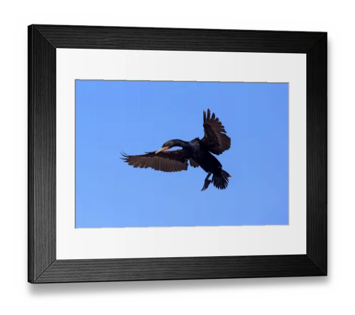 Framed Print : Cape Cormorant -Phalacrocorax capensis-, adult flying, landing, Bettys Bay, Western Cape, South Africa Framed Print : Cape Cormorant -Phalacrocorax capensis-, adult flying, landing, Bettys Bay, Western Cape, South Africa