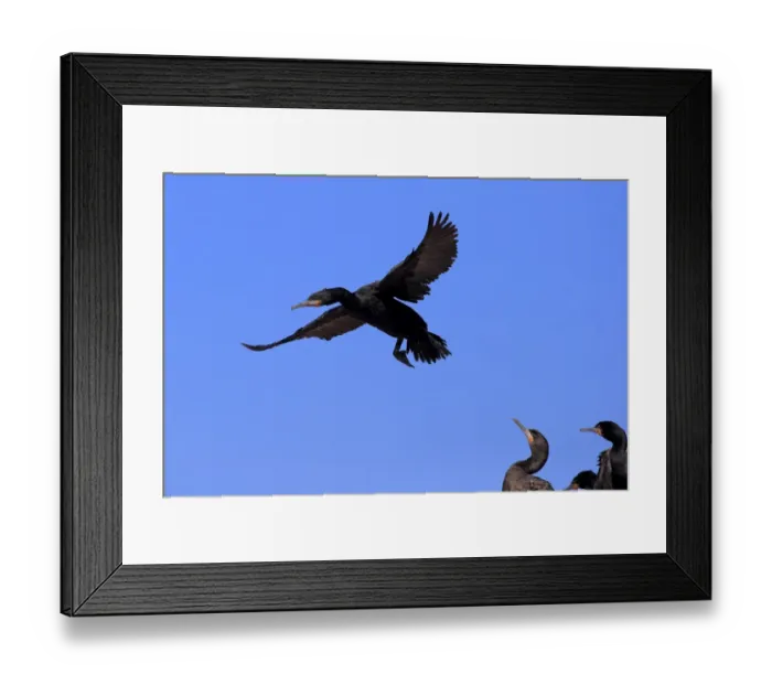 Framed Print : Cape Cormorant -Phalacrocorax capensis-, adult flying, landing, colony, Bettys Bay, Western Cape, South Africa