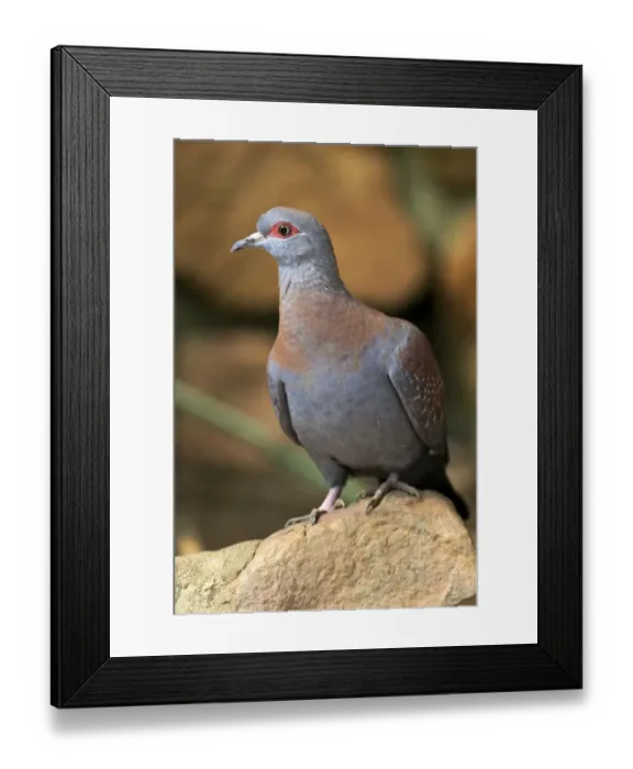 Framed Print : Speckled Pigeon -Columba guinea-, adult on rock, Simonstown, Western Cape, South Africa